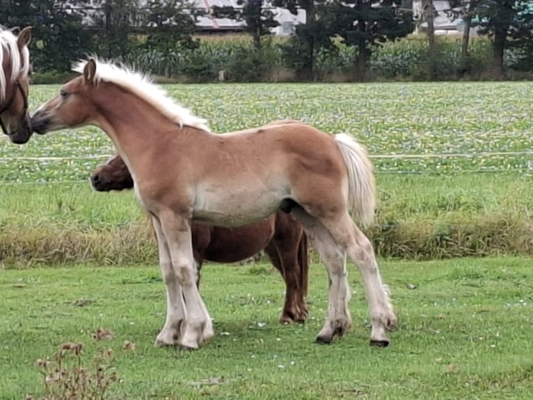 Rhenisch-German Heavy Draft Stallion 1 year Chestnut-Red in Verl