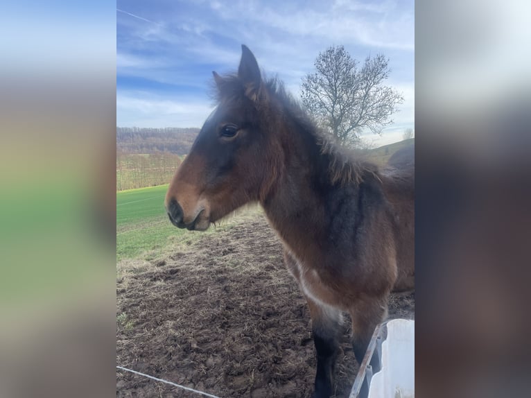 Rhenisch-German Heavy Draft Stallion 1 year  in Ferna