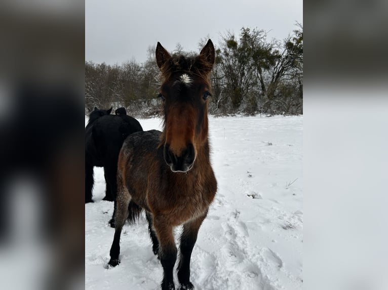 Rhenisch-German Heavy Draft Stallion 1 year  in Ferna