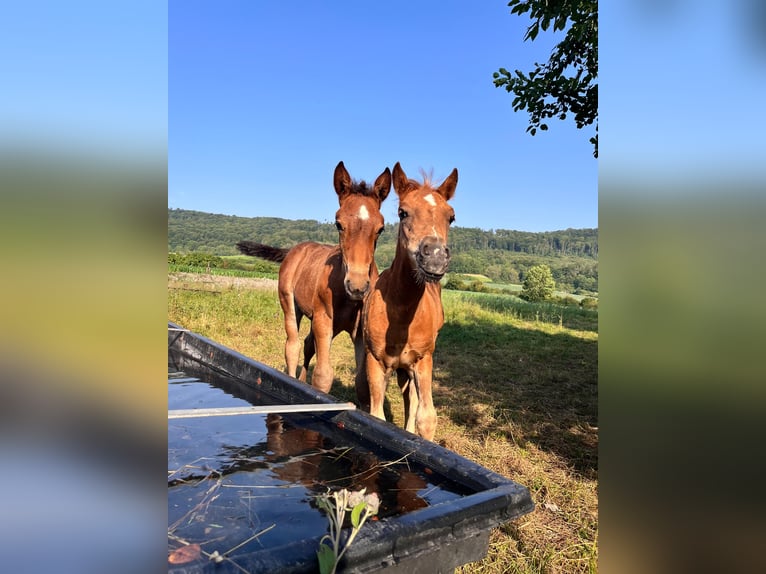 Rhenisch-German Heavy Draft Stallion 1 year in Ferna