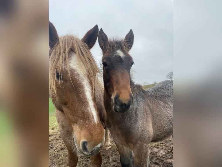 Rhenisch-German Heavy Draft Stallion 1 year  in Ferna