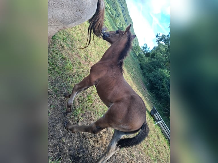 Rhenisch-German Heavy Draft Stallion 1 year in Ferna