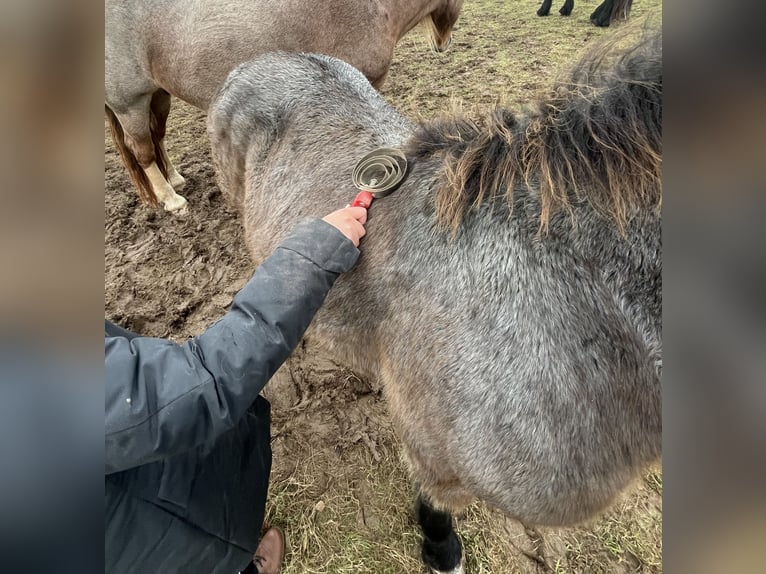 Rhenisch-German Heavy Draft Stallion 1 year  in Ferna
