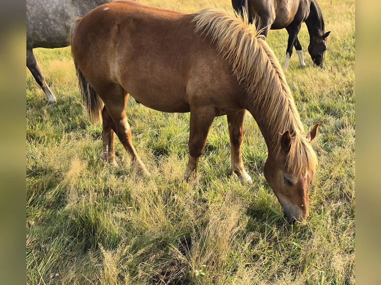 Rhenisch-German Heavy Draft Stallion 2 years 13,1 hh Chestnut-Red in Elsoff