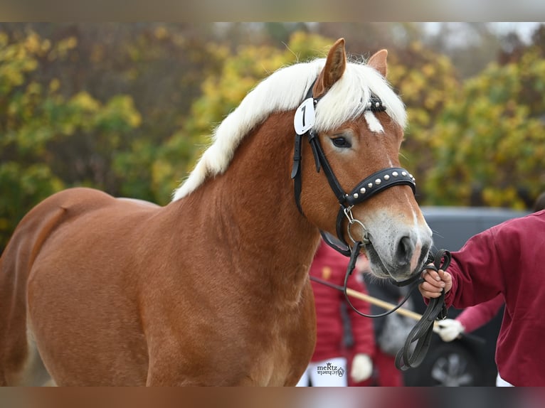 Rhenisch-German Heavy Draft Stallion 2 years 15,2 hh Chestnut-Red in Billerbeck