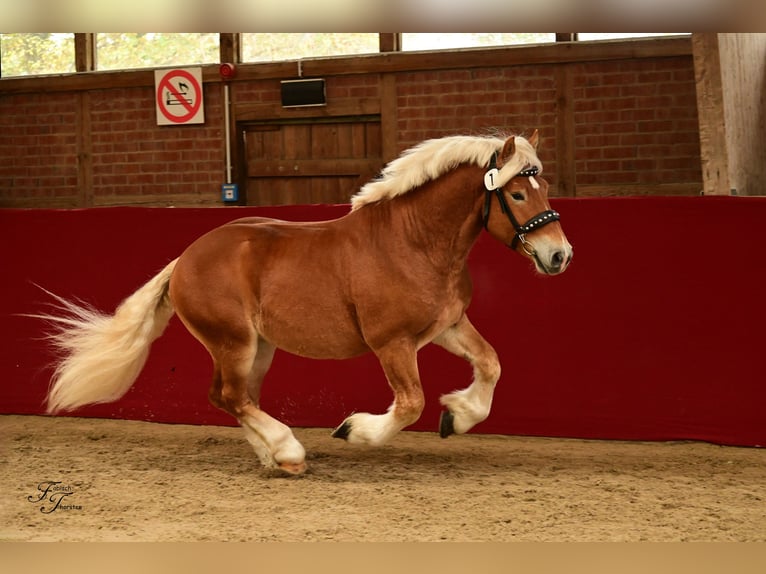 Rhenisch-German Heavy Draft Stallion 2 years 15,2 hh Chestnut-Red in Billerbeck