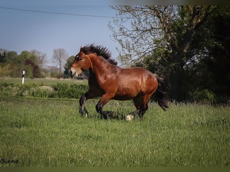Rhenisch-German Heavy Draft Stallion 2 years 15.3 hh Brown in Ruppichteroth