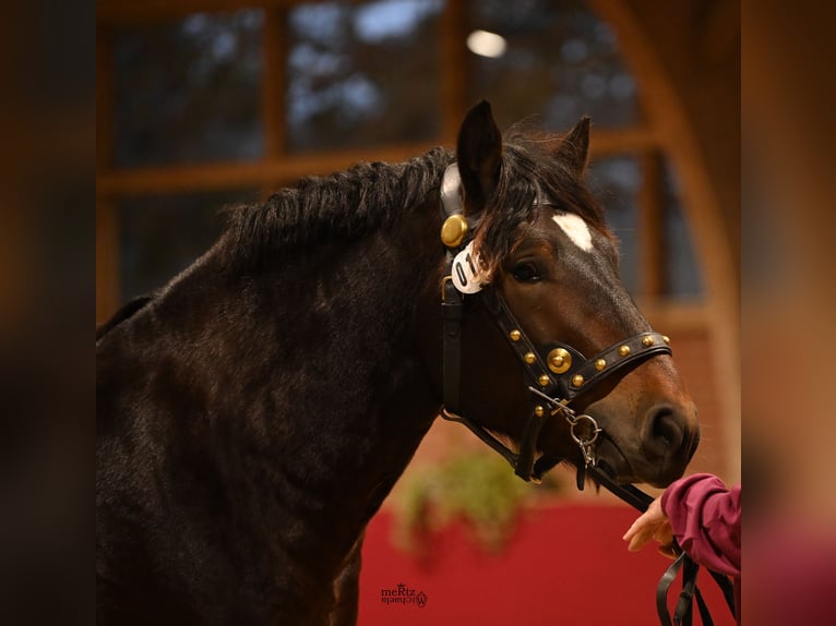Rhenisch-German Heavy Draft Stallion 2 years 15,3 hh Bay-Dark in Ruppichteroth