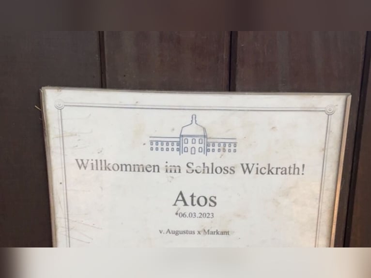 Rhenisch-German Heavy Draft Stallion 2 years 15,3 hh Brown Falb mold in Heiden