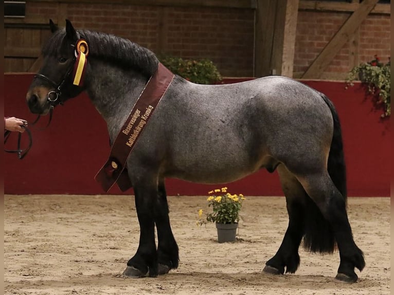 Rhenisch-German Heavy Draft Stallion 2 years in Gardelegen