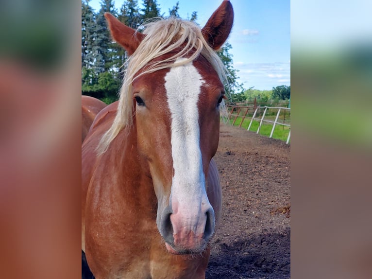 Rhenisch-German Heavy Draft Stallion 2 years Chestnut-Red in Dollenchen