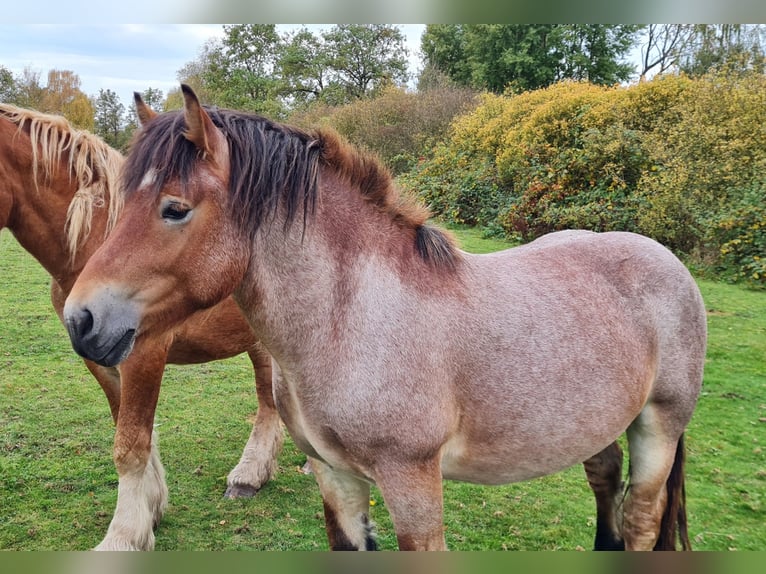Rhenisch-German Heavy Draft Stallion 3 years 14.2 hh Roan-Bay in Klötze