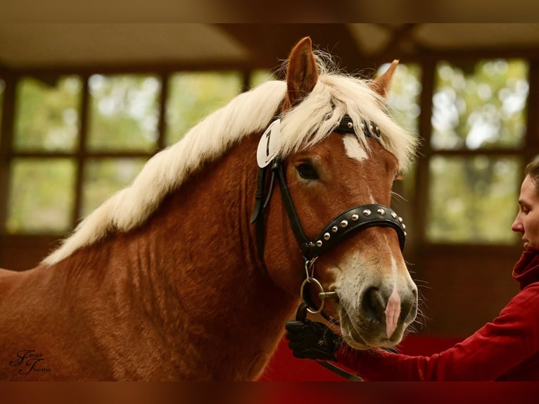 Rhenisch-German Heavy Draft Stallion 3 years 15,2 hh Chestnut-Red in Billerbeck