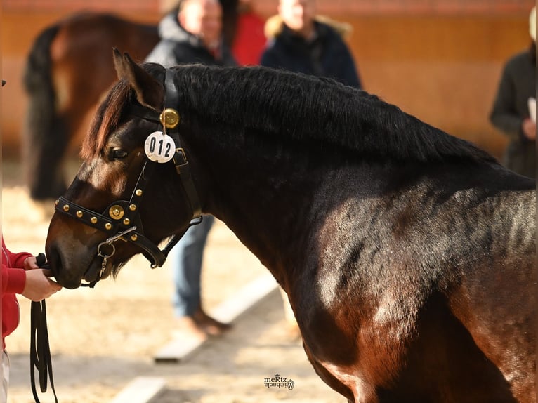 Rhenisch-German Heavy Draft Stallion 3 years 15,3 hh Bay-Dark in Ruppichteroth