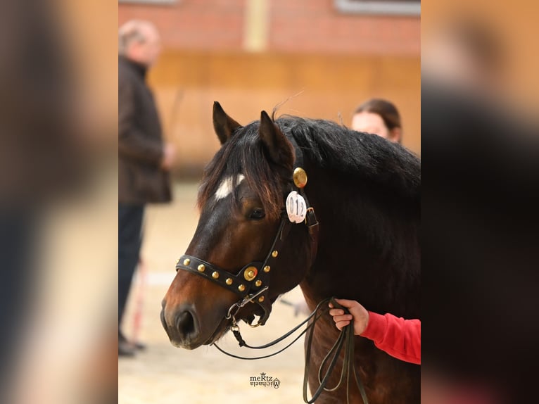 Rhenisch-German Heavy Draft Stallion 3 years 15,3 hh Bay-Dark in Ruppichteroth
