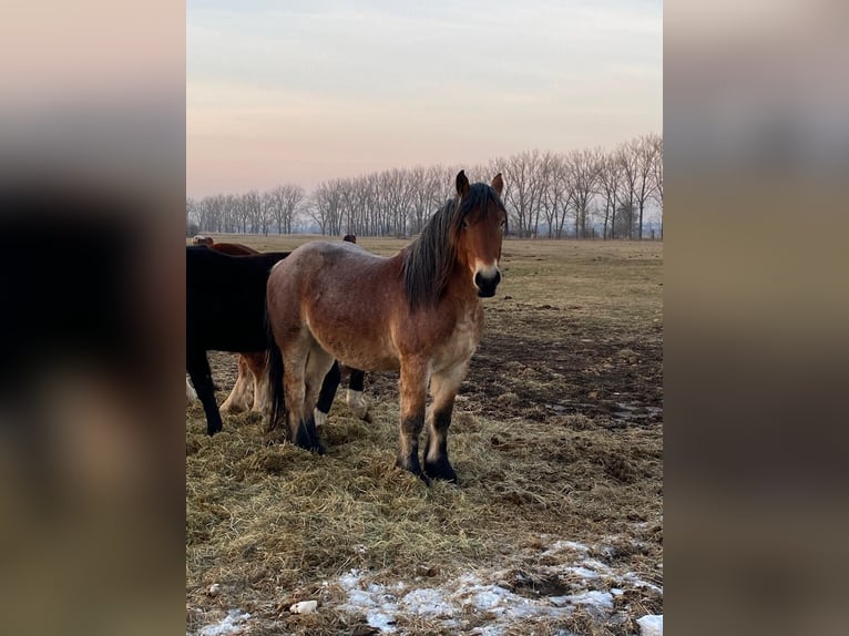 Rhenisch-German Heavy Draft Stallion 3 years 16 hh Brown in Brück
