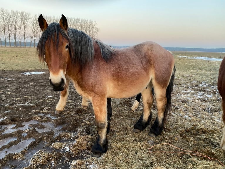 Rhenisch-German Heavy Draft Stallion 3 years 16 hh Brown in Brück