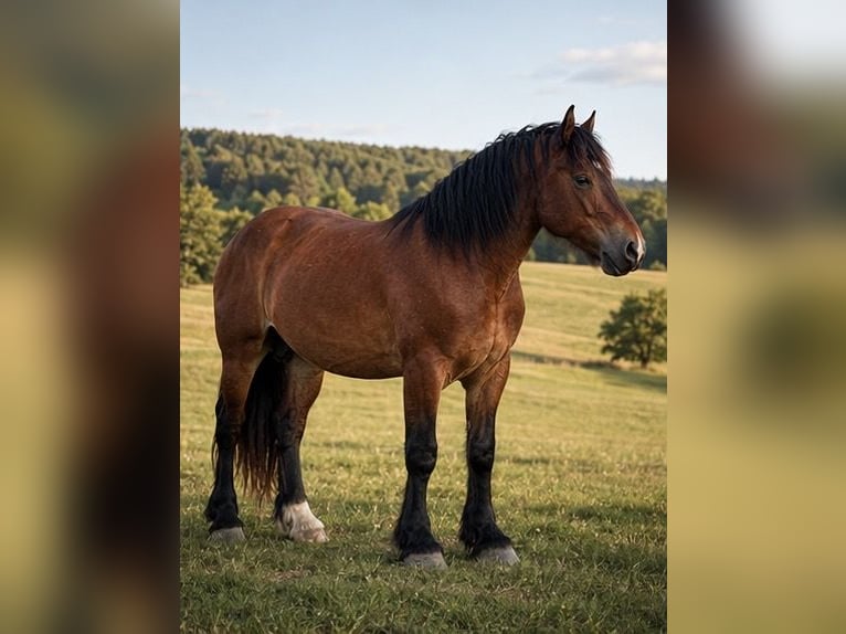 Rhenisch-German Heavy Draft Stallion 3 years 16 hh Brown in Geismar