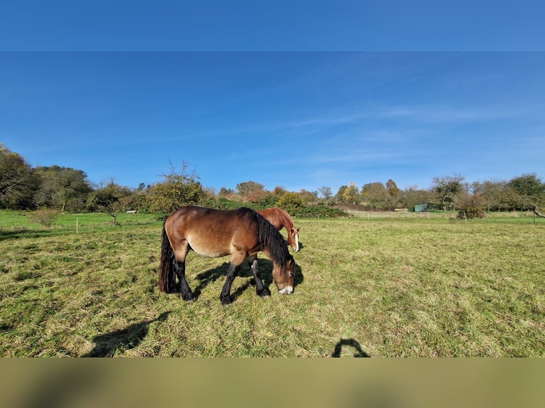 Rhenisch-German Heavy Draft Stallion 3 years 16 hh Brown-Light in Maintal