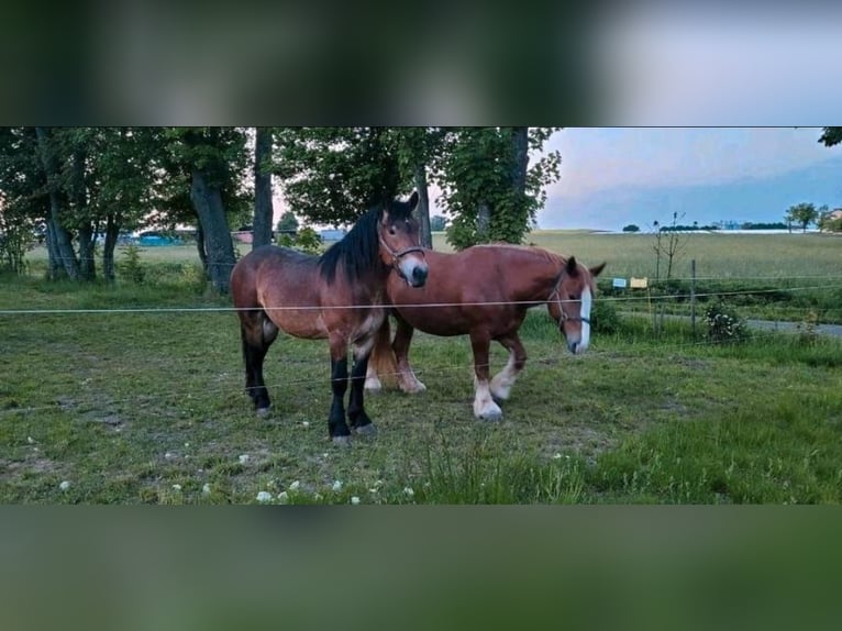 Rhenisch-German Heavy Draft Stallion 3 years 16 hh Brown-Light in Maintal