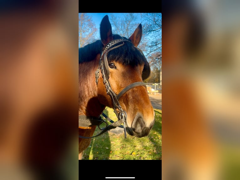 Rhenisch-German Heavy Draft Stallion 3 years in Gardelegen