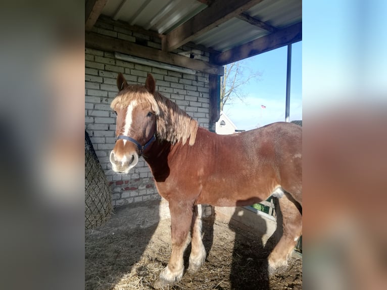 Rhenisch-German Heavy Draft Mix Stallion 4 years 15,2 hh Chestnut-Red in Werlte