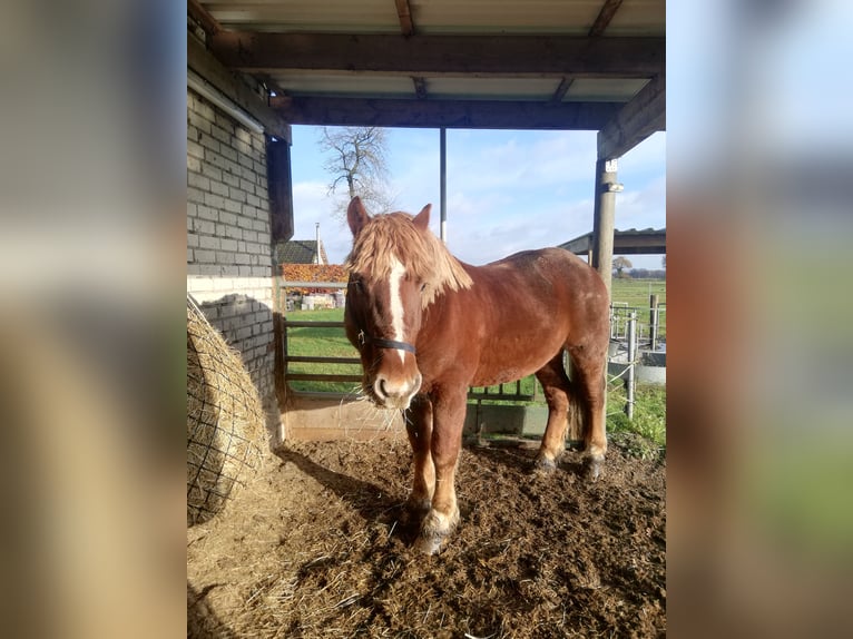 Rhenisch-German Heavy Draft Mix Stallion 4 years 15,2 hh Chestnut-Red in Werlte