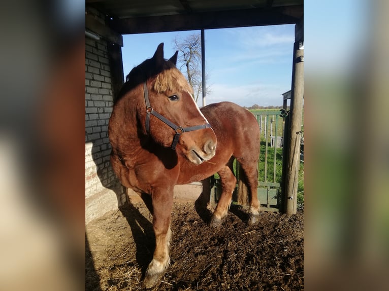 Rhenisch-German Heavy Draft Mix Stallion 4 years 15,2 hh Chestnut-Red in Werlte