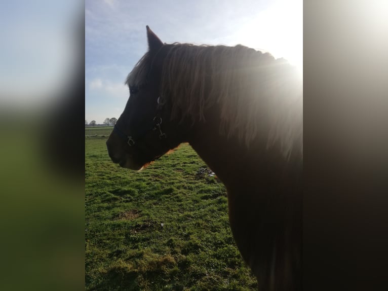 Rhenisch-German Heavy Draft Mix Stallion 4 years 15,2 hh Chestnut-Red in Werlte