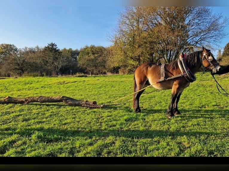 Rhenisch-German Heavy Draft Stallion 4 years 16 hh Brown-Light in Maintal