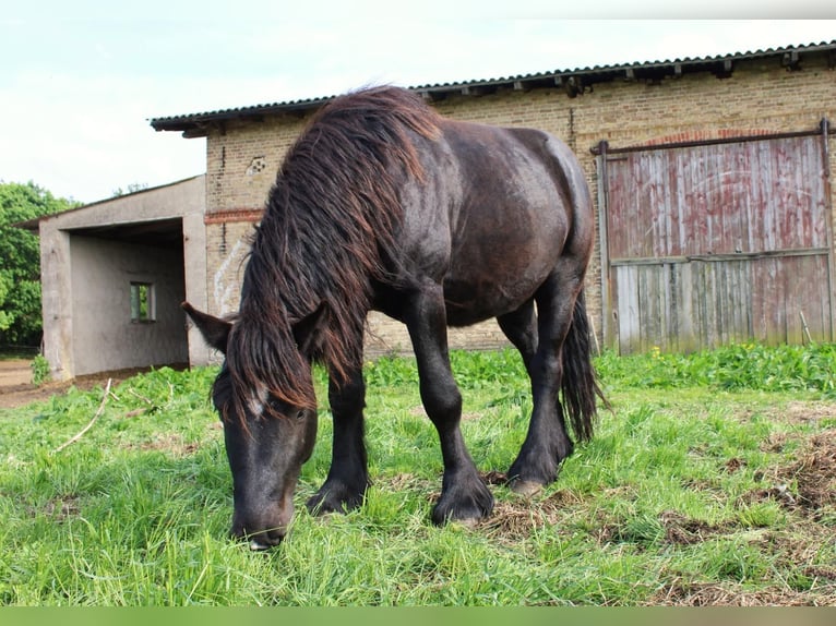 Rhenisch-German Heavy Draft Stallion 5 years 14,2 hh Black in Groß Dölln