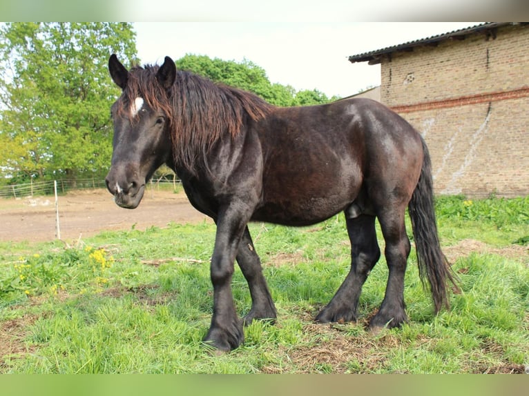Rhenisch-German Heavy Draft Stallion 5 years 14,2 hh Black in Groß Dölln