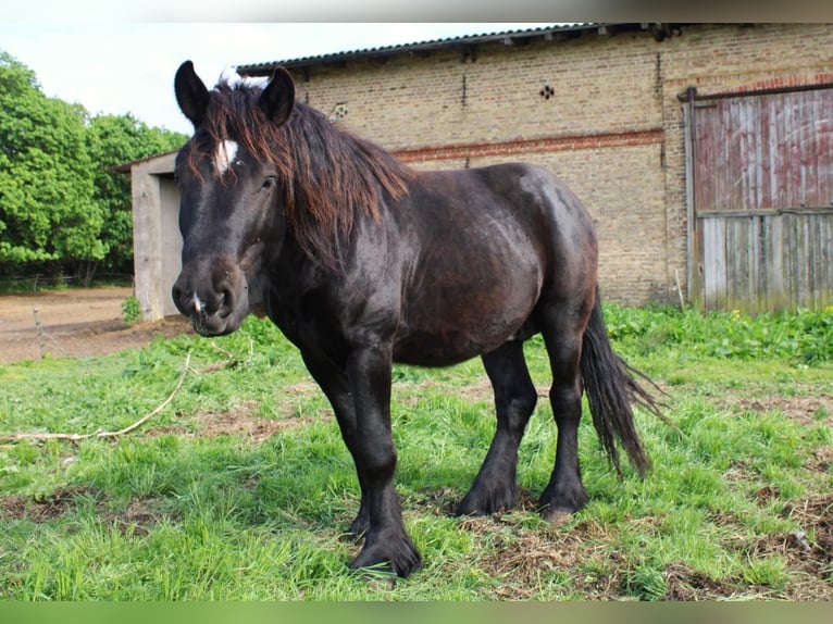 Rhenisch-German Heavy Draft Stallion 5 years 14,2 hh Black in Groß Dölln
