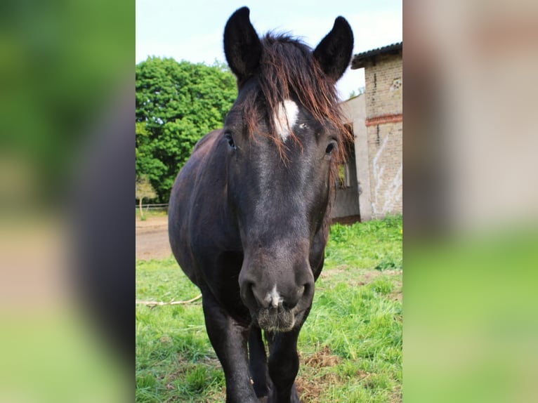 Rhenisch-German Heavy Draft Stallion 5 years 14,2 hh Black in Groß Dölln