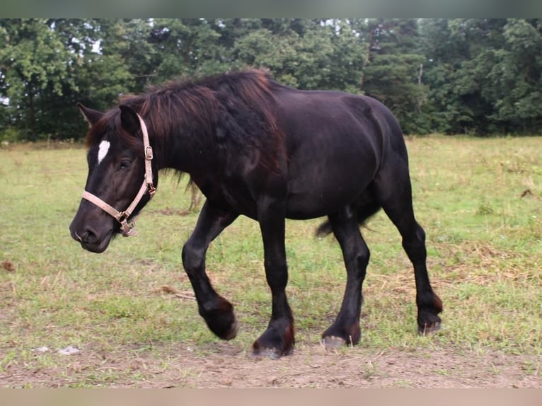 Rhenisch-German Heavy Draft Stallion 5 years 14,2 hh Black in Groß Dölln
