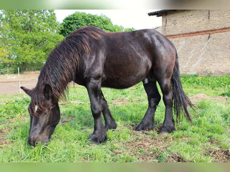 Rhenisch-German Heavy Draft Stallion 5 years 14,2 hh Black in Groß Dölln
