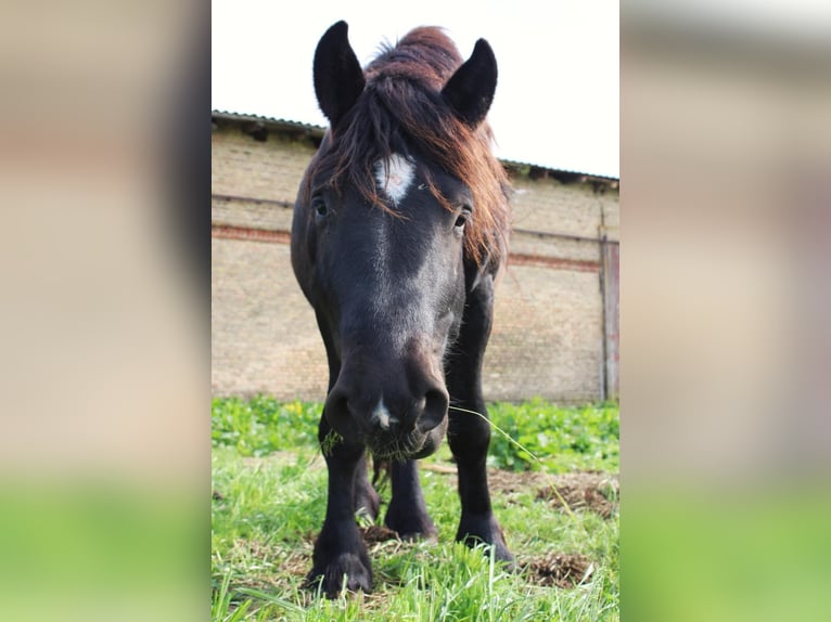 Rhenisch-German Heavy Draft Stallion 5 years 14,2 hh Black in Groß Dölln