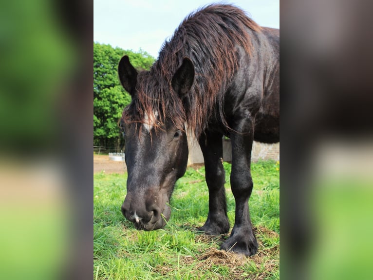 Rhenisch-German Heavy Draft Stallion 5 years 14,2 hh Black in Groß Dölln