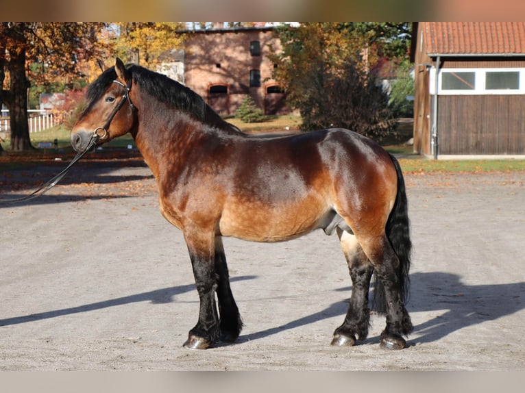 Rhenisch-German Heavy Draft Stallion 7 years 16 hh Brown in Celle