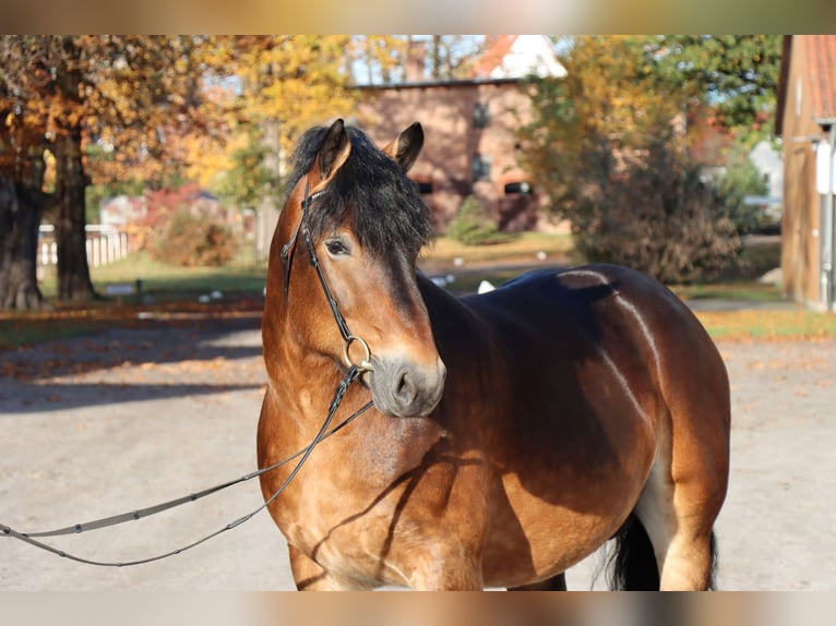 Rhenisch-German Heavy Draft Stallion 7 years 16 hh Brown in Celle