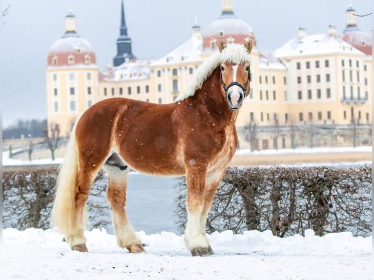 Rhenisch-German Heavy Draft Stallion Chestnut-Red in Kamenz