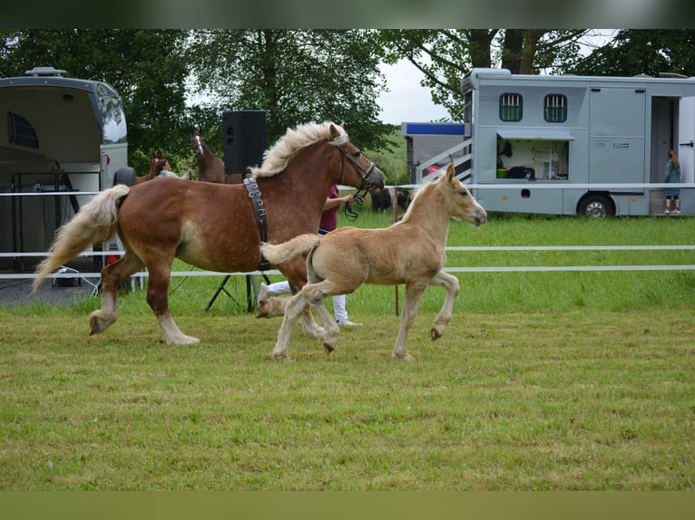 Rhenisch-German Heavy Draft Stallion Foal (04/2026) 16.1 hh Chestnut-Red in Eckartsberga