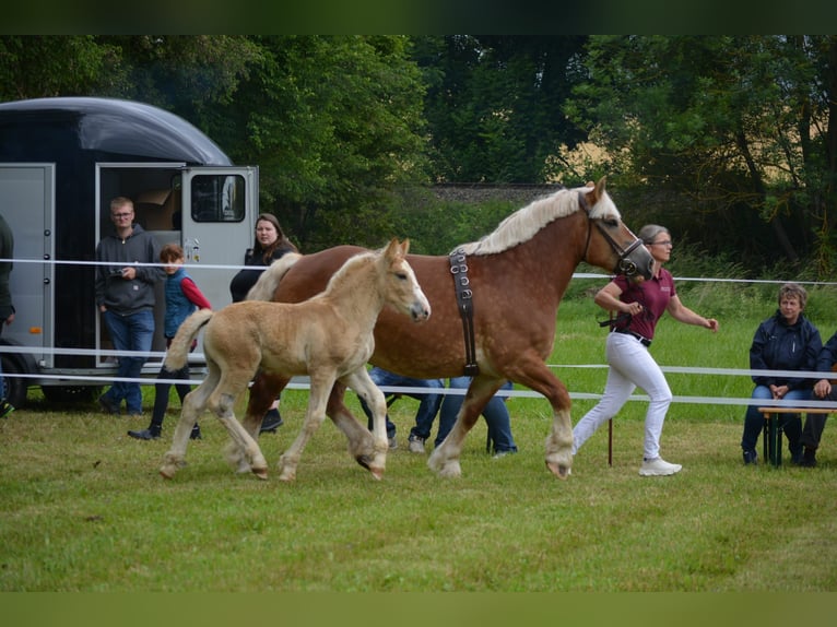 Rhenisch-German Heavy Draft Stallion Foal (04/2026) 16.1 hh Chestnut-Red in Eckartsberga