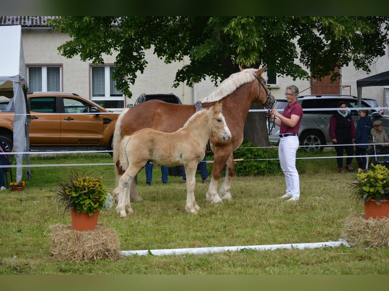 Rhenisch-German Heavy Draft Stallion Foal (04/2026) 16.1 hh Chestnut-Red in Eckartsberga