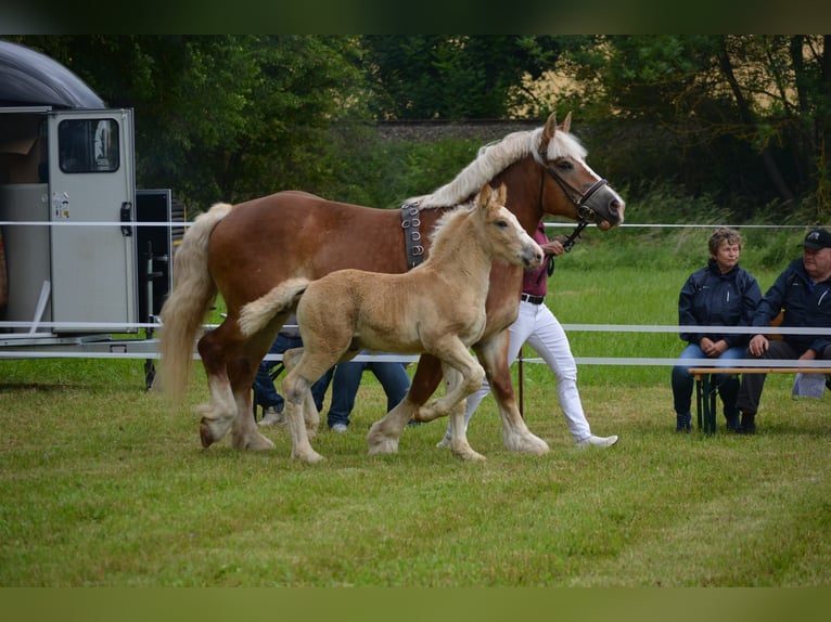 Rhenisch-German Heavy Draft Stallion Foal (04/2026) 16.1 hh Chestnut-Red in Eckartsberga
