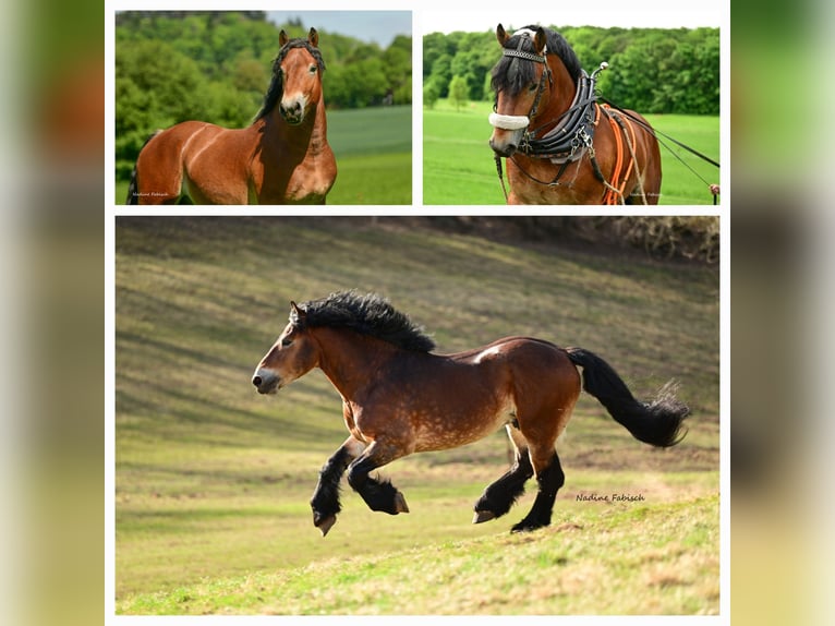 Rhenisch-German Heavy Draft Stallion Foal (04/2025) Brown in Eckartsberga
