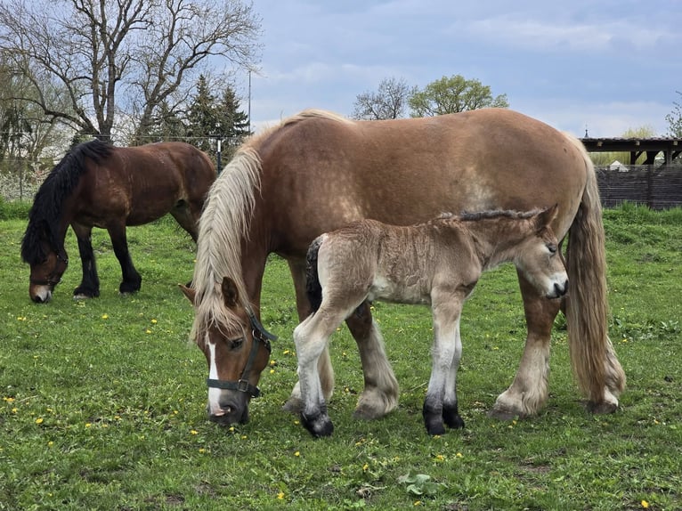 Rhenisch-German Heavy Draft Stallion Foal (04/2025) Brown in Eckartsberga
