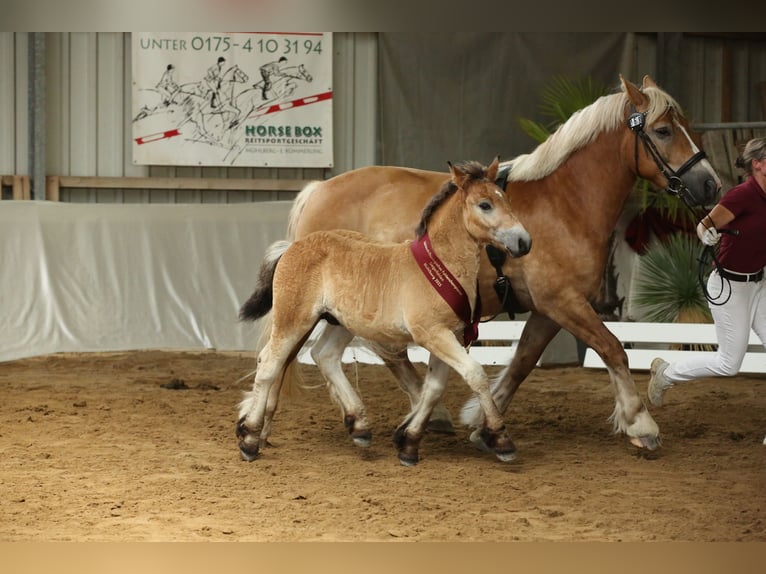 Rhenisch-German Heavy Draft Stallion Foal (04/2025) Brown in Eckartsberga