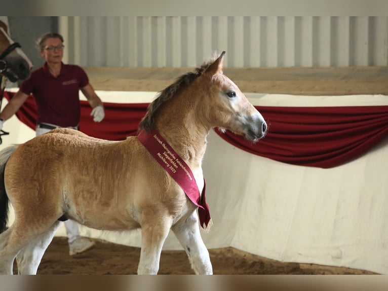 Rhenisch-German Heavy Draft Stallion Foal (04/2025) Brown in Eckartsberga