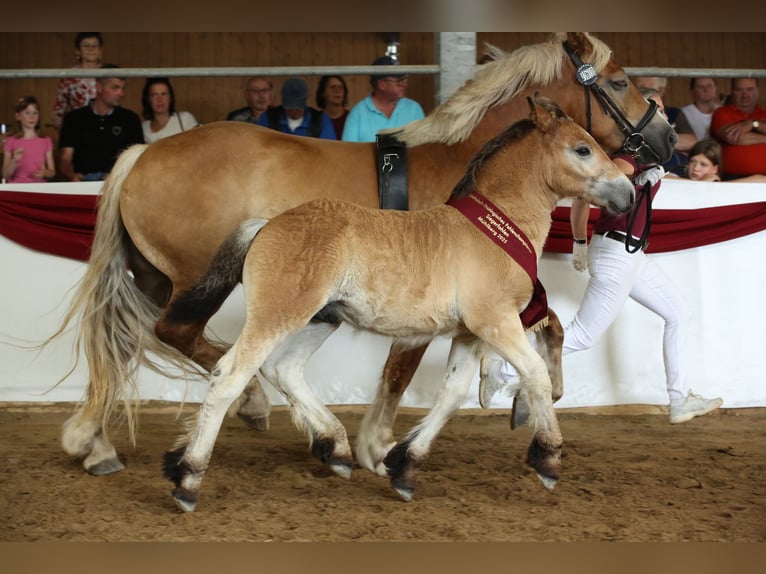 Rhenisch-German Heavy Draft Stallion Foal (04/2025) Brown in Eckartsberga
